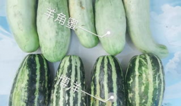 今日网红吃瓜,揭秘娱乐圈最新热点事件