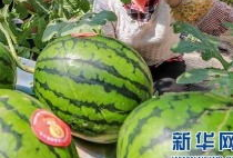 今日云南吃瓜最新消息,揭秘背后真相与网络热议