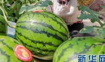 今日云南吃瓜最新消息,揭秘背后真相与网络热议