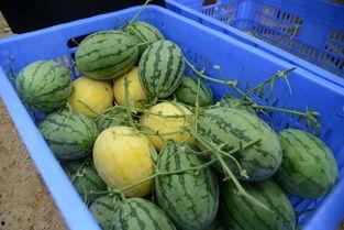 五一吃瓜今日吃瓜网黄,揭秘今日吃瓜网黄大事件