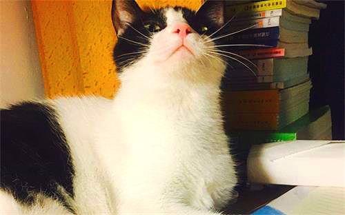 娱乐吃瓜酱猫妈妈视频大全,萌宠视频大全集锦