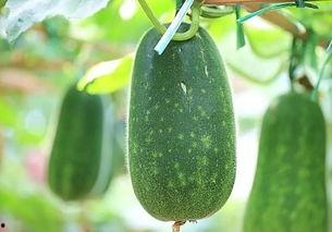 今日吃瓜必吃大瓜